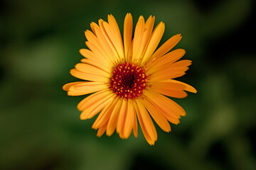 Vibrant orange flower in bloom