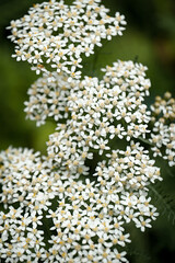 Clusters of white flowers in bloom