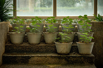 Young plants in metal pots on stone steps