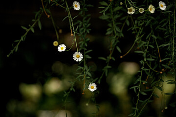 Delicate white flowers hanging from green vines