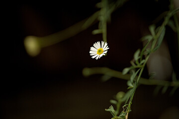 Delicate white daisy flower on dark background