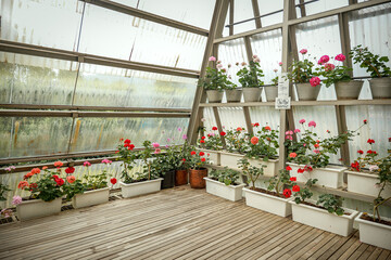Colorful geraniums in a bright greenhouse