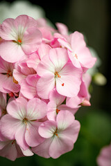 Close-up of pink geranium flowers in bloom