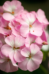 Delicate pink flowers in bloom