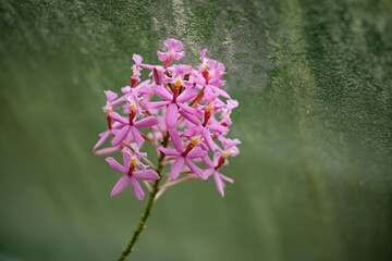 Pink orchid cluster on green background