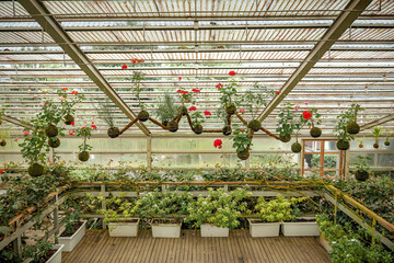 Vibrant greenhouse with hanging plants and flowers
