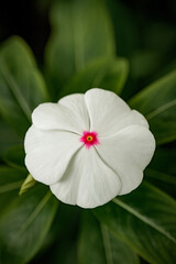 Close-up of a white flower with pink center