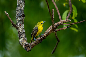 This image captures a vibrant Common Iora, a small passerine bird with striking yellow plumage and black wings with white bars, perched gracefully on a tree branch.