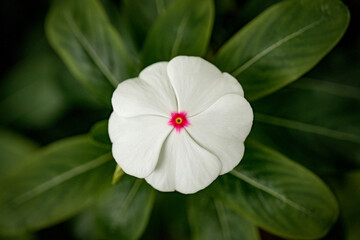 Close-up of a white flower with pink center