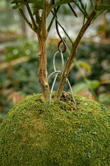 Moss-covered plant with wire support