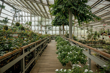Serene greenhouse with lush greenery and vibrant flowers