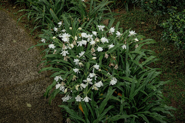 Clusters of white flowers in a lush garden setting