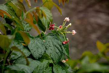 Delicate flowers and raindrops on green leaves