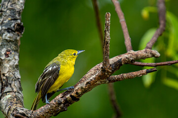 This image captures a vibrant Common Iora, a small passerine bird with striking yellow plumage and black wings with white bars, perched gracefully on a tree branch.