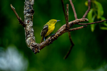 Fototapeta premium This image captures a vibrant Common Iora, a small passerine bird with striking yellow plumage and black wings with white bars, perched gracefully on a tree branch.