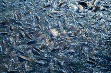 Nile Tilapia is eating food, Lots of fish