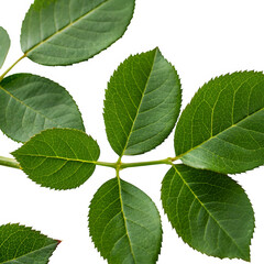 Obraz premium Green rose leaves isolated on transparent background