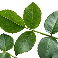 Fototapeta premium Green rose leaves isolated on transparent background