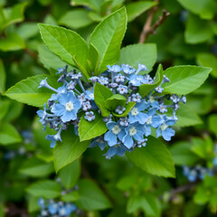 Ceanothus