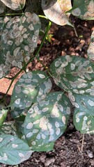 Leaf Texture: Detailed close-up showcasing intricate patterns on various green leaves, highlighting nature's artistry and organic textures with a mesmerizing appeal.