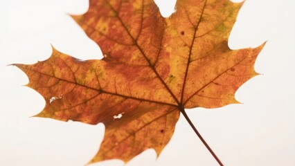 A colorful autumn leaf, against a simple background, fully shows the unique charm and natural beauty of autumn.
