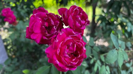 Crimson Roses in Bloom: A cluster of vibrant crimson roses, their delicate petals unfurling in a close-up shot against a blurred backdrop of green foliage.