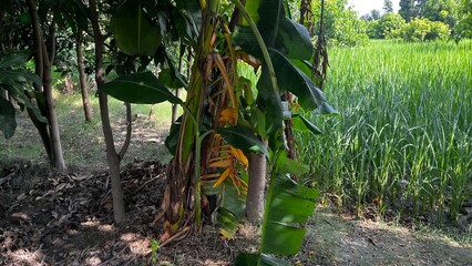 Banana plant on the edge of a agricultural land: A banana plant flourishes at the border of a serene agricultural field, showcasing the harmony of nature's bounty. 