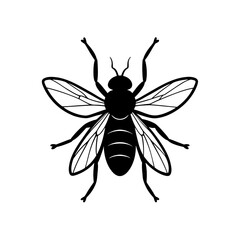 Vinegar Fly Bug Illustration 