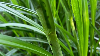 Lush Green Grass: A macro perspective showcases blades of fresh green grass, their vibrant textures and intricate details inviting viewers into a realm of natural beauty and life.