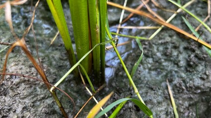 Tender Stalk Amidst The Earth: A close-up shot capturing the resilience of nature. A single, vibrant stalk emerges from the fertile earth, a symbol of life, growth, and endurance.