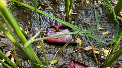 Red Plant in Wetlands: Close-up view of a vibrant red aquatic plant resting in a muddy, wet wetland environment, surrounded by blades of tall, green grass.