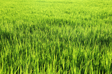 Vibrant Green Rice Field Under Bright Sunlight in Rural Landscape