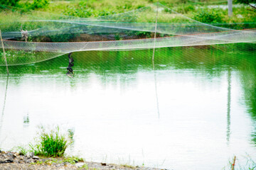 Tranquil pond with fishing net and lush greenery in the background