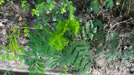 Vibrant Foliage Amidst Earth Tones: A close-up view reveals intricate details of lush green leaves and fern against earthy tones, showcasing the beauty of natural patterns.