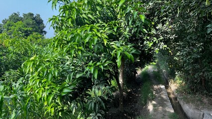 Serene Tree Grove: A tranquil trail meanders through a dense grove of lush, verdant trees, creating a sense of peace and natural beauty. 