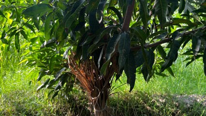 Mango Tree in Orchard: Witness the vibrancy of a lush mango tree, laden with fruit, thriving within a vibrant orchard, a symbol of natural abundance and tropical bounty.