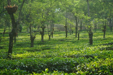 tea plantation