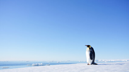 Fototapeta premium Penguin is standing on a snowy beach
