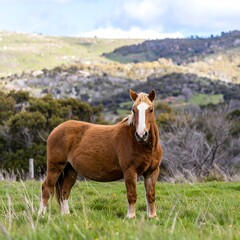 Horse in grassy field, mountain backdrop