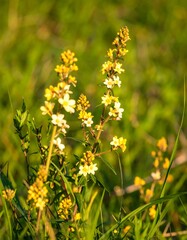Obraz premium Wildflowers in a field