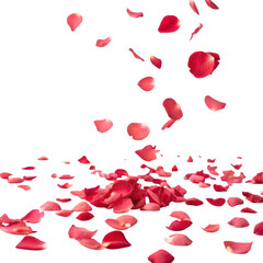 Many rose petals fall on the floor isolated on transparent background
