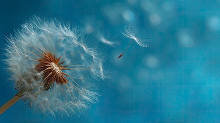 Dandelion Seeds on Teal Background
