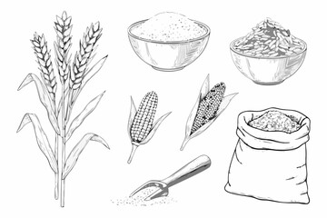 Collection of hand drawn grains and cereals in sketch style