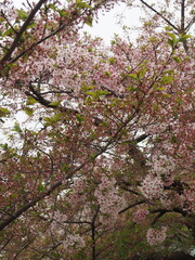 Beautiful Blossom Branches with Delicate Pink Petals Framing a Bright Sky in Early Spring Season