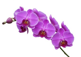 Delicate purple phalaenopsis orchid blossoms on white background