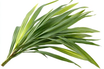 Obraz premium Closeup View Of Lush Green Foliage