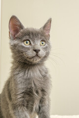 cat on a white background