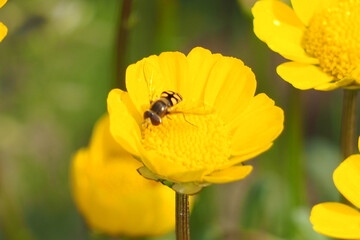 植物　花　黄色