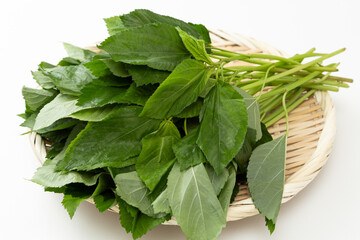 笊に乗ったモロヘイヤ　白バック