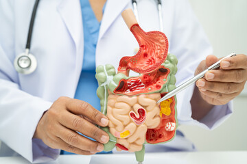 Digestive system with stomach and intestine, Asian doctor holding human anatomy model for study diagnosis and treatment in hospital.